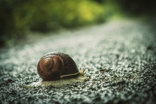 Free Snail House Snail photo and picture
