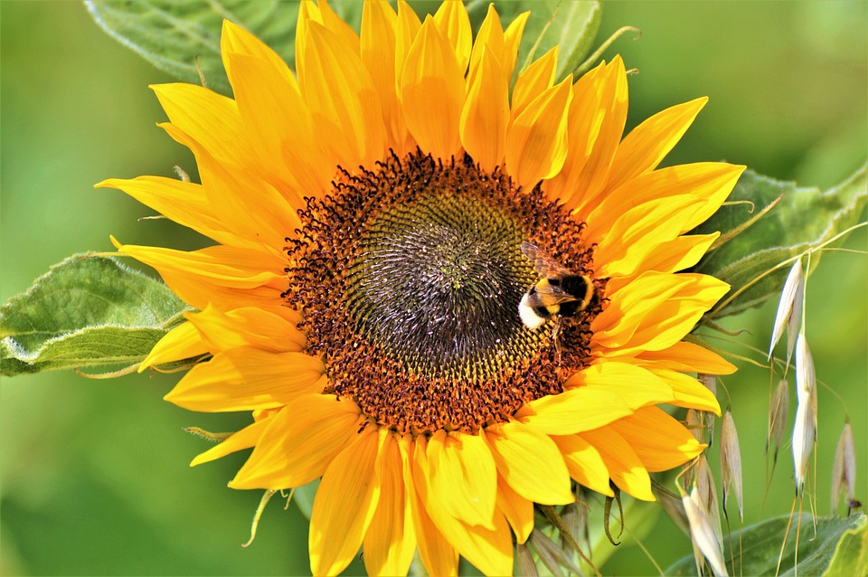 Sonnenblume Blume Blüte - Kostenloses Foto auf Pixabay - Pixabay