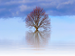 tree, nature, landscape