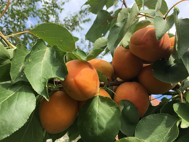 Free Peach Gyomolcs photo and picture