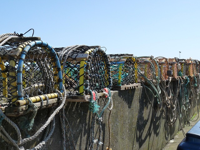 Ruser, Hav, Fisk, Fangst, At Fange Fisk