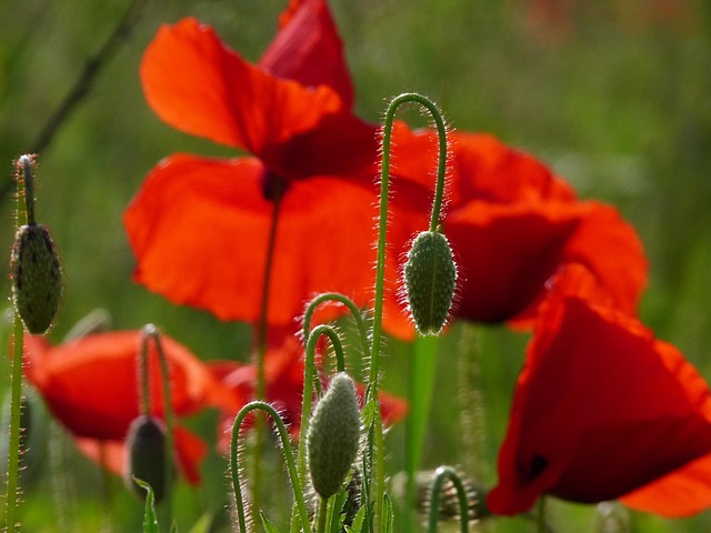 Valmuer, Rød, Blomstre, Røde Blomster
