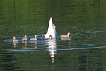 swans, chicks, water
