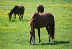 horses, horse pasture, east frisia