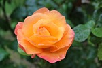 rose, amber queen, fragrance