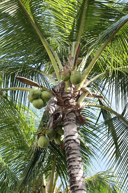 Palme Træ, Natur, Plante, Kokosnød