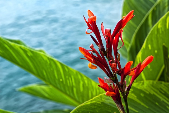 Berwarna Bunga Air - Foto gratis di Pixabay - Pixabay