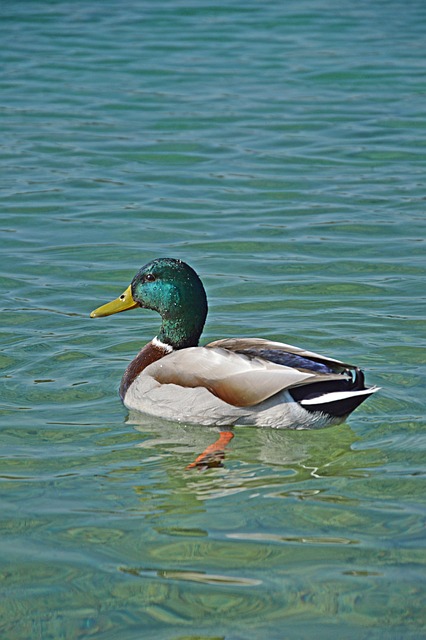 Free Duck Lake photo and picture