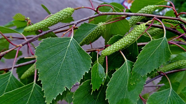 桦木 青菜 树木 - Pixabay上的免费照片 - Pixabay