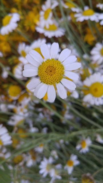 Free Daisy Flower photo and picture