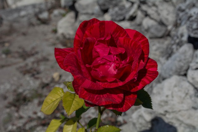 Free Rose Rose Flower photo and picture