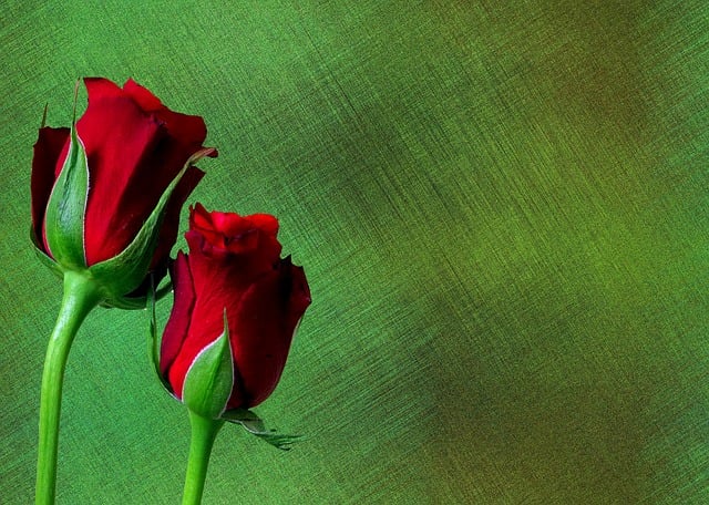Free background roses love illustration