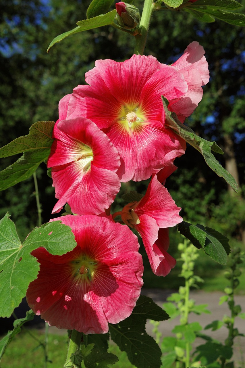 https://cdn.pixabay.com/photo/2017/07/01/20/10/blossom-2462533_1280.jpg