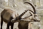 ibex, male, horned