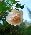 rose, white, tender