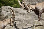 ibex, male, horned