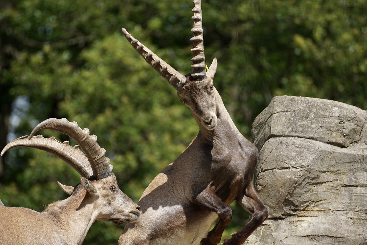 Ibexes Masculine Horned - Free photo on Pixabay - Pixabay