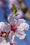 almond blossom, blossom, palatinate