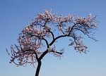 almond blossom, blossom, palatinate