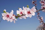 almond blossom, blossom, palatinate