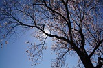 almond blossom, blossom, palatinate