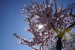 almond blossom, blossom, palatinate