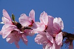 almond blossom, blossom, palatinate