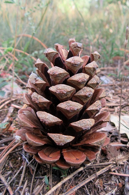 Free Cone Nature photo and picture