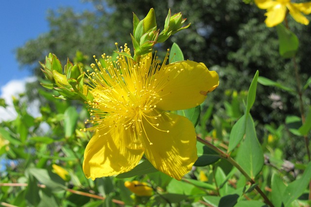 Free Forest Beautiful Flowers photo and picture