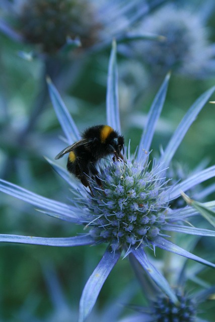 Free Bumblebee Thistle photo and picture