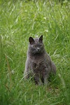 cat, carthusian, pets