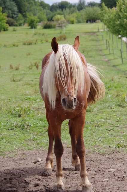 Free Horses Nature photo and picture