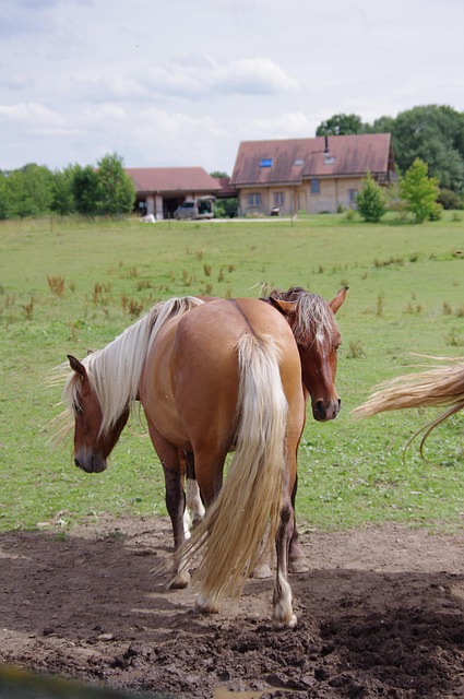 Free Horses Nature photo and picture