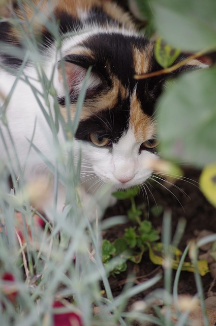 Free Cat Animal photo and picture