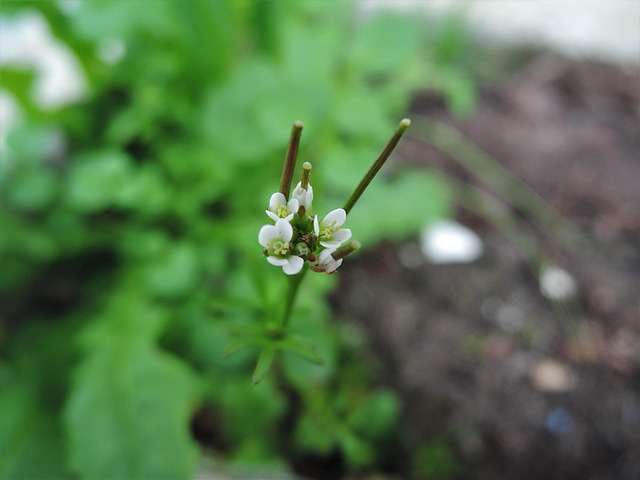 Free Flower White Flowers photo and picture