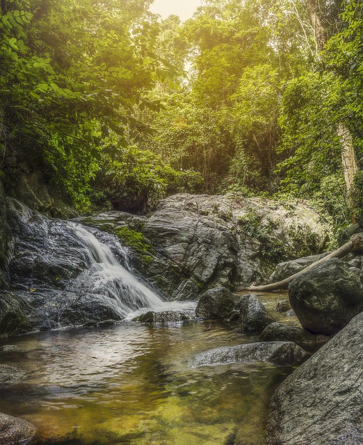 Free Waterfall Trees photo and picture