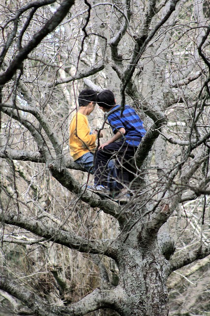 Kindheit, Baum, Jungen, Menschen