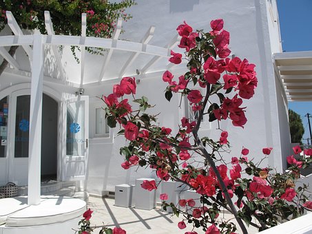 Free Flower Home Stay photo and picture