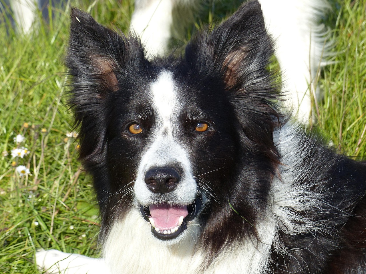 Border Collie Black And White Dog Free Photo On Pixabay