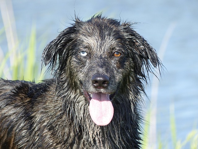 Free Crossing Dog photo and picture