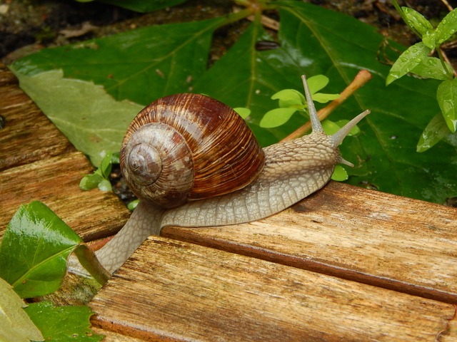 Free Snail Nature photo and picture