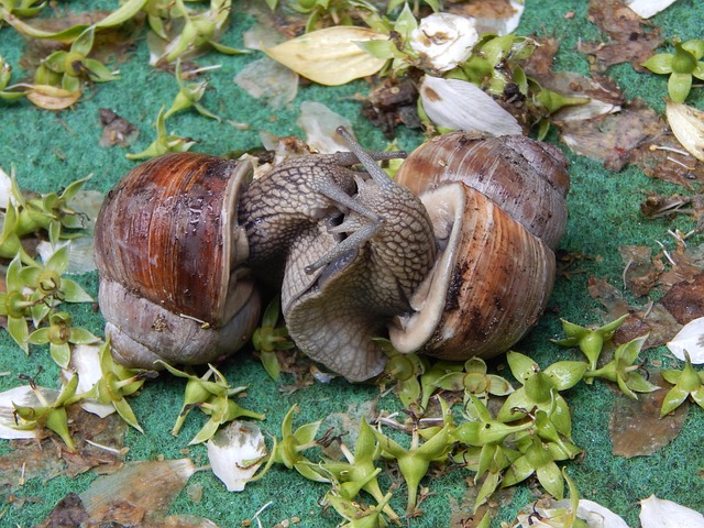 Free Snail Couple Snail photo and picture