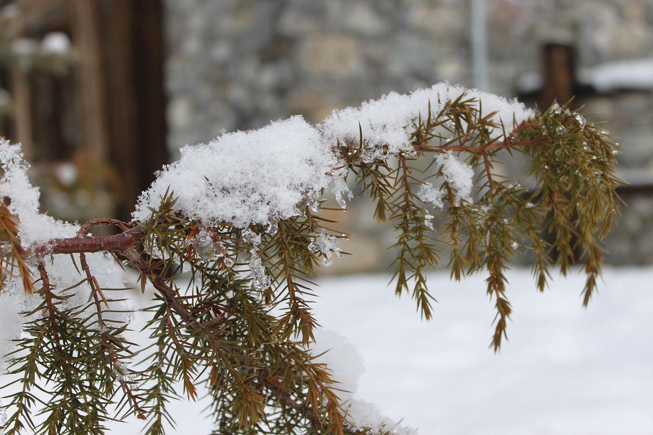针叶 树 雪 - Pixabay上的免费照片 - Pixabay