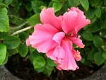 china-rose, hibiscus, flower