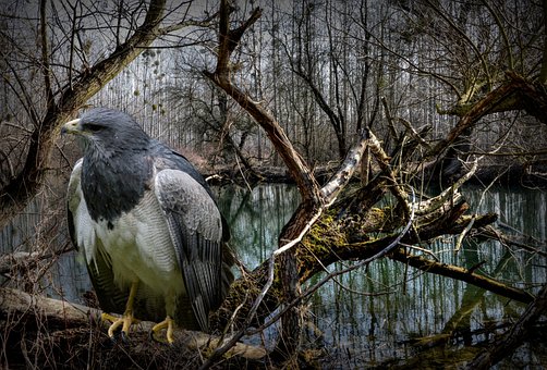 Pájaro, Raptor, Aves De Presa, Animal