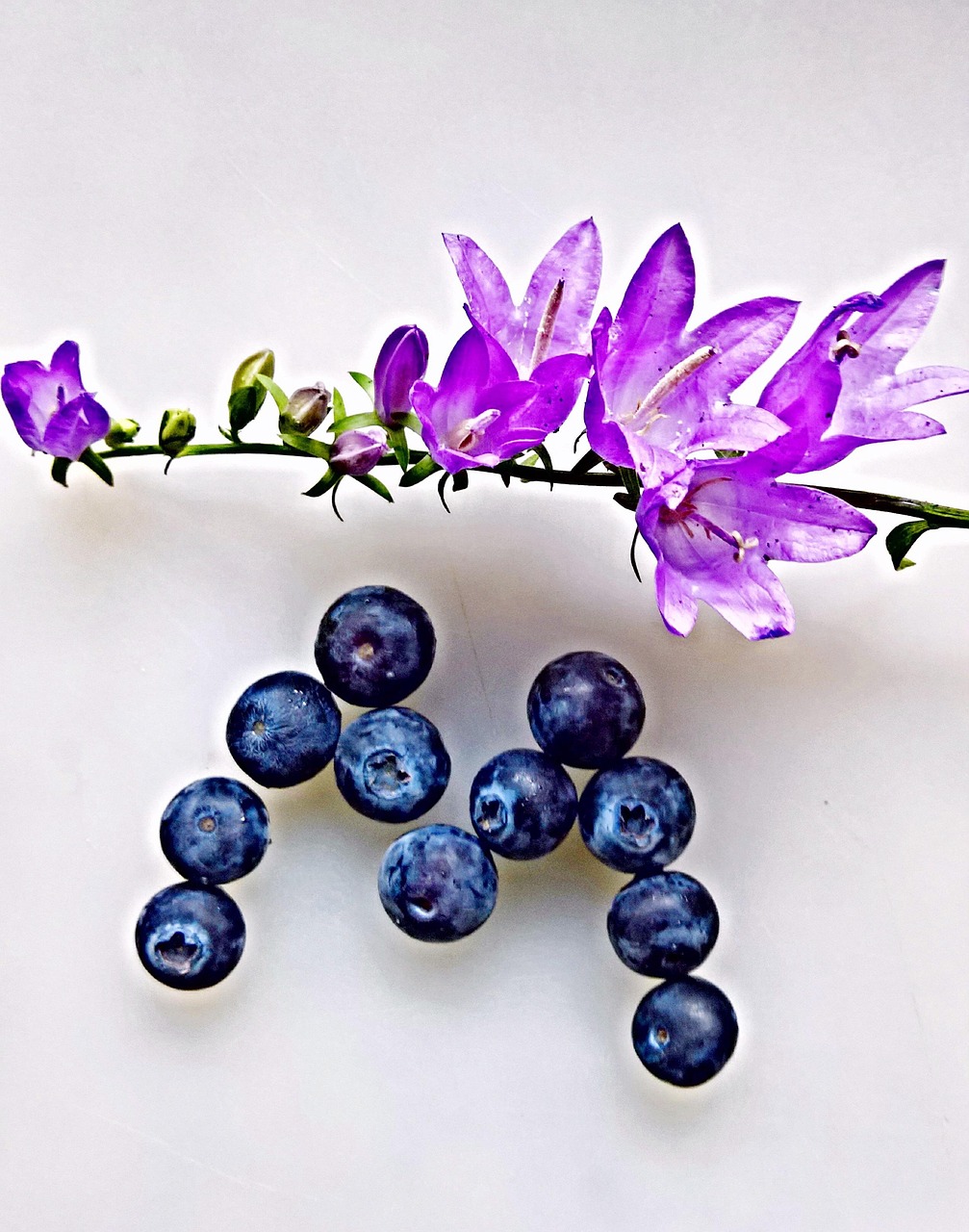 Bluebells Violet Blueberries - Free photo on Pixabay