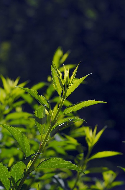 Free Nature Leaves photo and picture