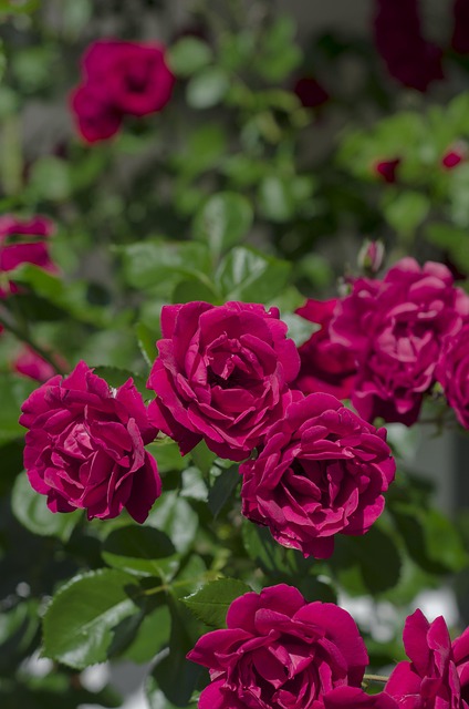 Free Roses Nature photo and picture