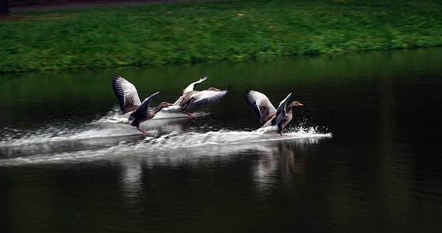 Schwäne, Fliegen, Flug, Landung, Wasser