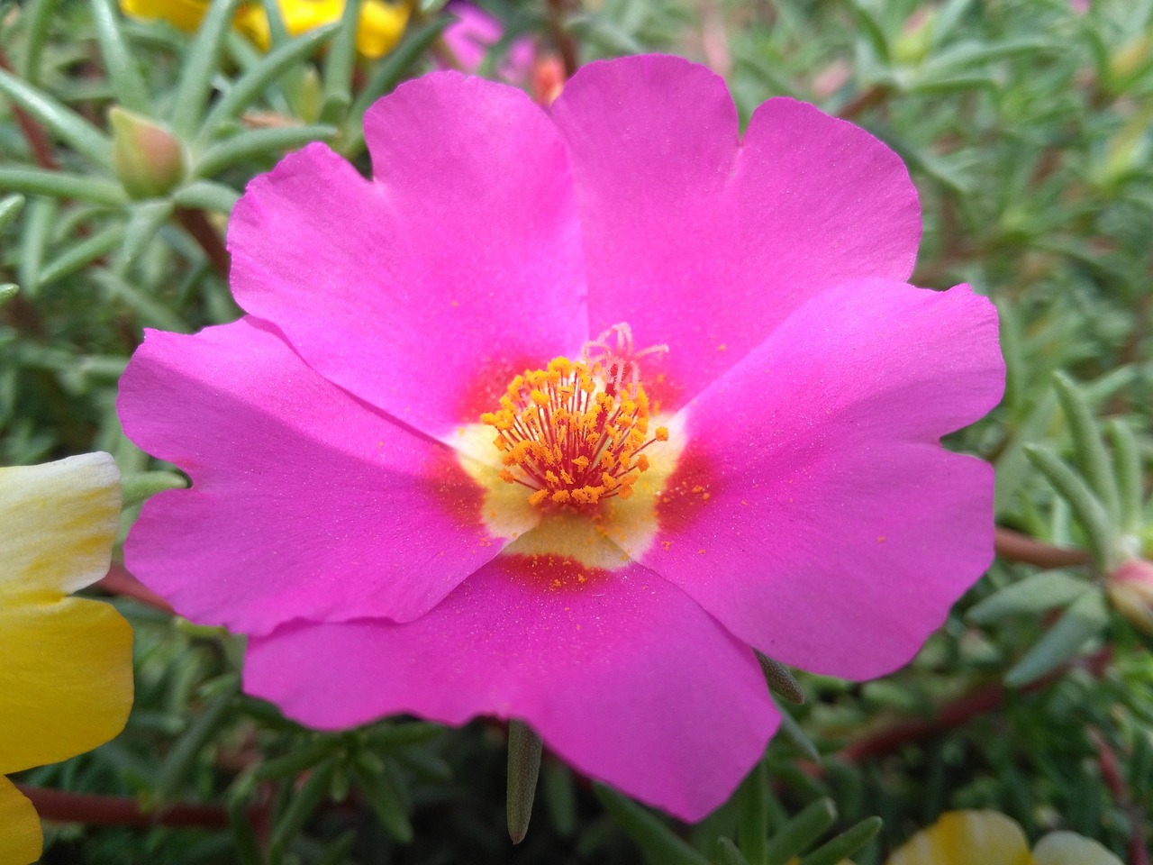 Portulaca Oleracea L Purslane Free Photo On Pixabay Pixabay